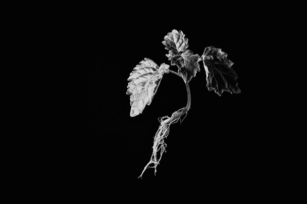 giovane pianta di patchouli sospesa in monotono
 - Foto, immagini
