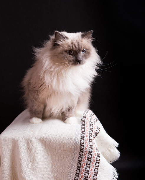 Piękny portret kotów Neva Masquerade - Zdjęcie, obraz