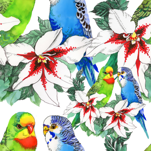 exotic parrots birds background - Foto, afbeelding