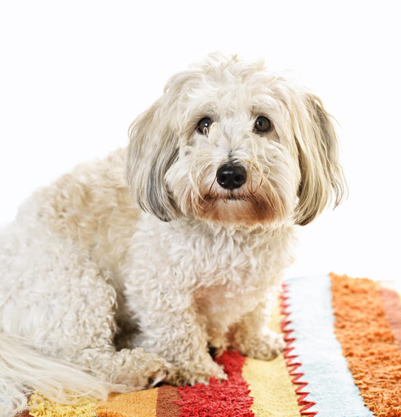 Cute dog on carpet - Φωτογραφία, εικόνα