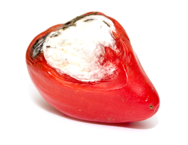 κόκκινη ντομάτα με λευκό μούχλα - Φωτογραφία, εικόνα