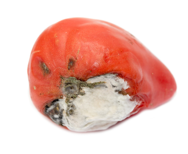 czerwony pomidor z białej pleśni - Zdjęcie, obraz