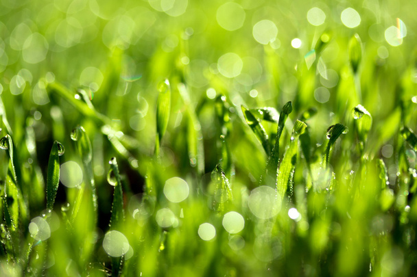 水滴と新鮮な緑の草 - 写真・画像