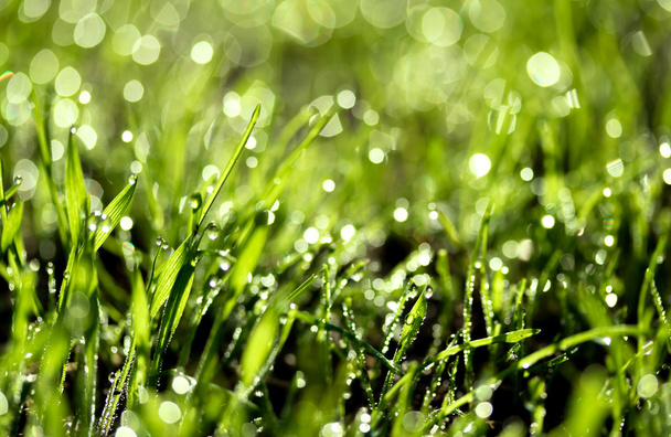 Friss zöld fű vízcseppekkel - Fotó, kép