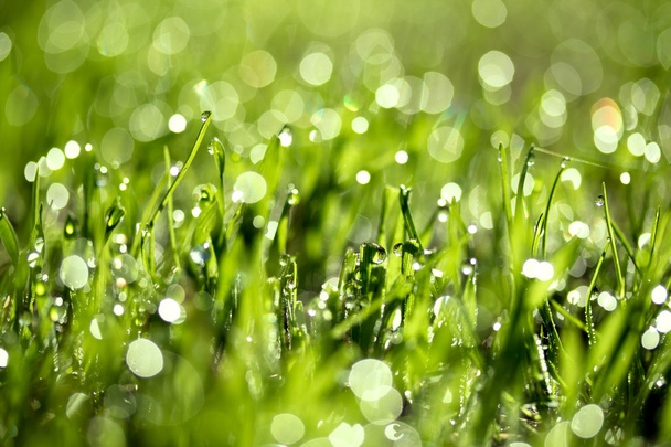 fresh green grass with water drops - Photo, Image