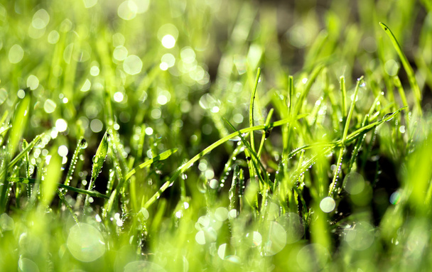Hierba verde fresca con gotas de agua - Foto, imagen
