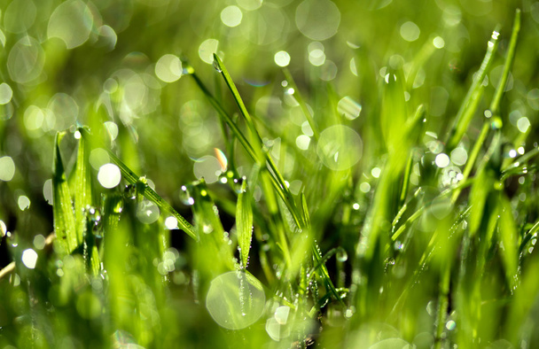 Su damlalı taze yeşil çimen - Fotoğraf, Görsel