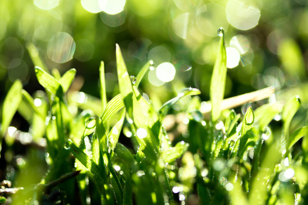 fresh green grass with water drops - Photo, Image