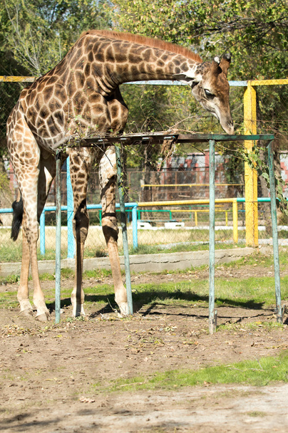 Girafe au zoo
 - Photo, image