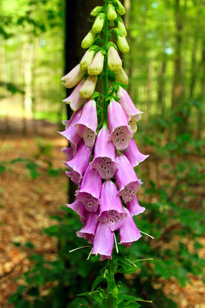Blooming Foxglove in the forest - Photo, Image