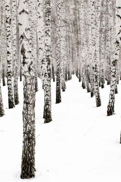 Zima na tle lasu brzoza - Zdjęcie, obraz