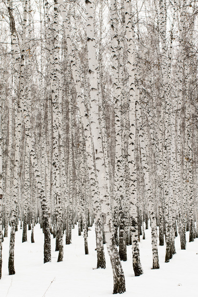 Winter birch forest background - Zdjęcie, obraz