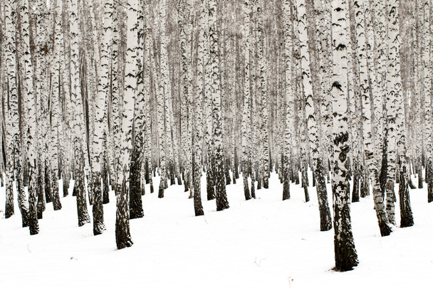 Inverno vidoeiro floresta fundo
 - Foto, Imagem