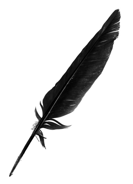 black bird feather isolated - Fotoğraf, Görsel