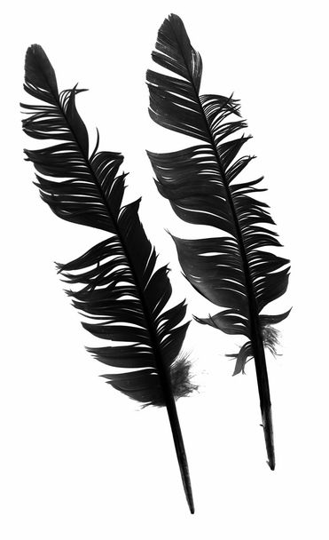 black bird feather isolated - Photo, Image