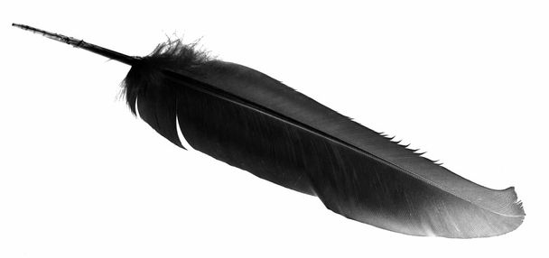black bird feather isolated - Photo, Image