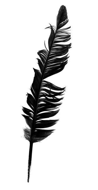 black bird feather isolated - Valokuva, kuva