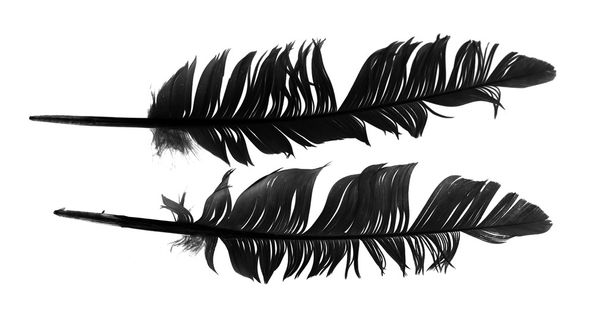 black bird feather isolated - Foto, Bild