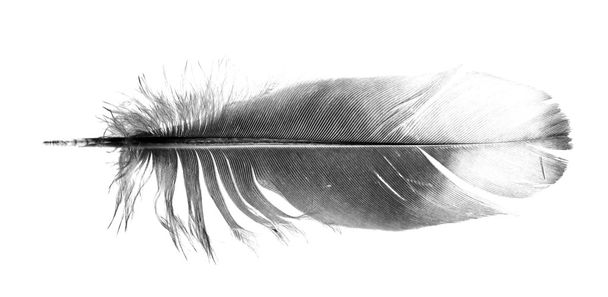 pluma de ave negra aislada
 - Foto, Imagen