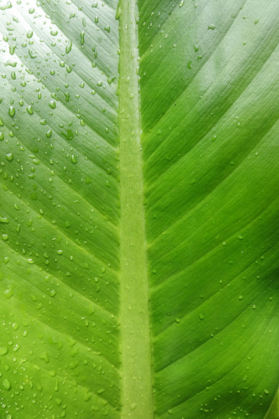 Beautiful green leaf with drops of water - Фото, зображення