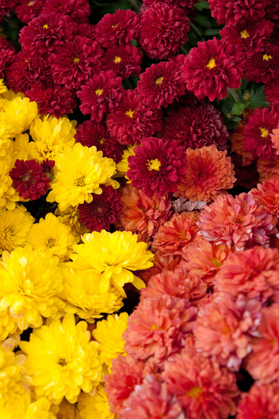 Chrysanthèmes colorés
 - Photo, image
