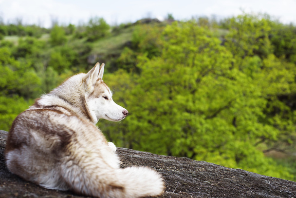 siberian husky dog hiking in the mountains - Zdjęcie, obraz