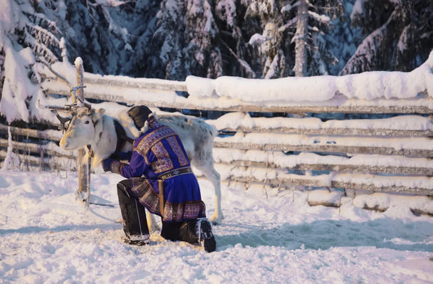 weiße Rentiere und Suomi-Mann in Ruka in Lappland in Finnland - Foto, Bild