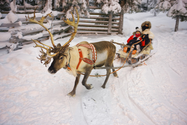 Winter Reindeer sledge racing in Ruka in Lapland in Finland - Photo, Image