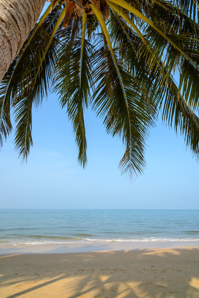 Spiaggia tropicale con palma da cocco durante l'estate
 - Foto, immagini