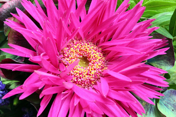 suuri vaaleanpunainen kukka Aster
 - Valokuva, kuva