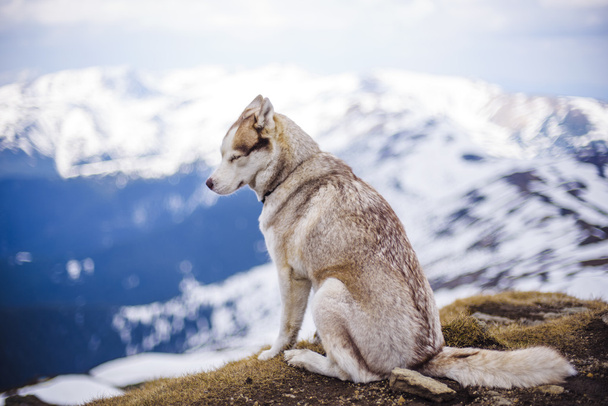 siberian husky dog  - Photo, image