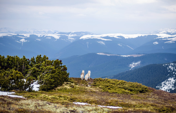 two siberian husky dogs looking at view in carpathian mountains - Φωτογραφία, εικόνα