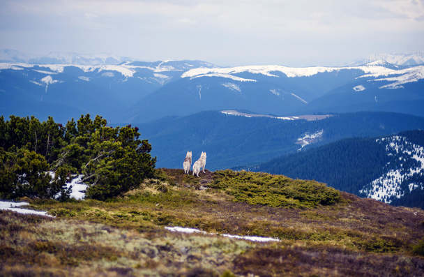 two siberian husky dogs looking at view in carpathian mountains - Fotografie, Obrázek