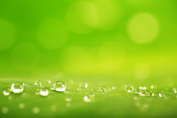 Abstract background, green leaf texture and  rain drops - Photo, Image