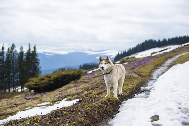 siberian husky dog  - Φωτογραφία, εικόνα