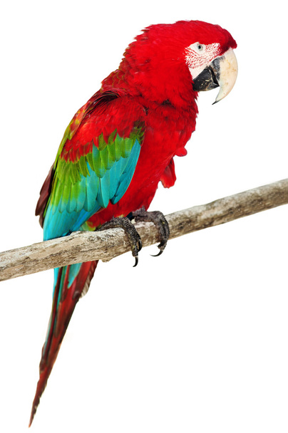 Bellissimo macaw caraibico isolato su bianco
 - Foto, immagini