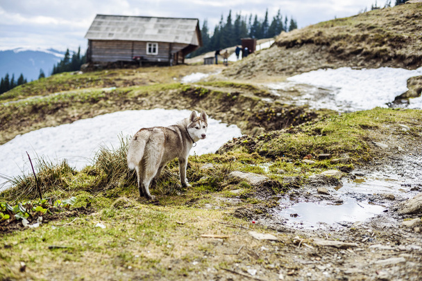 siberian husky dog  - Foto, afbeelding