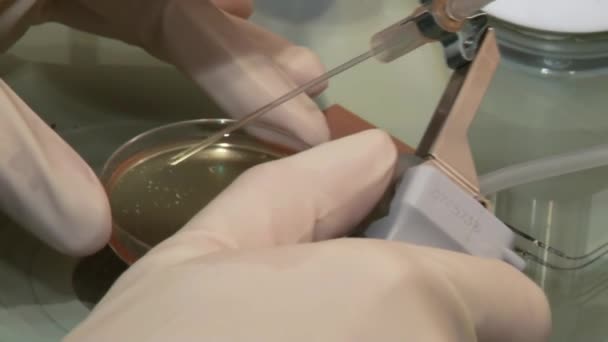 Fertility doctor with a microscope, a syringe and petri dish fertilization of eggs and research in reproduction clinics. - Filmmaterial, Video