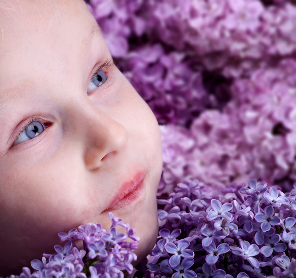 Lilac - Photo, Image