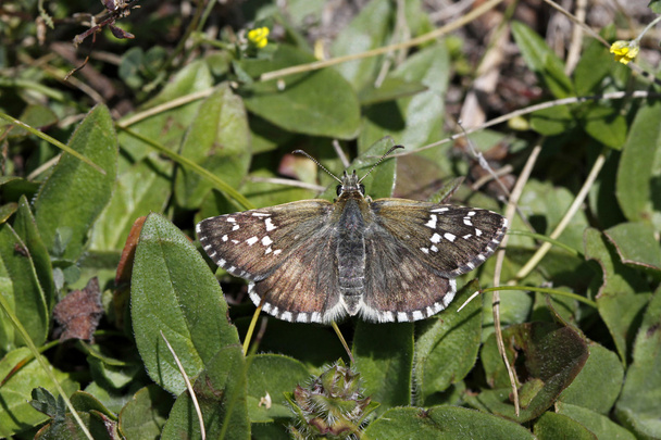 Pyrgus, schipper vlinder uit Italië, Europa - Foto, afbeelding