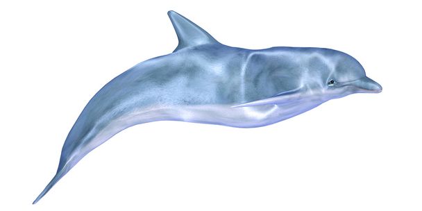Blue Dolphin - Фото, зображення