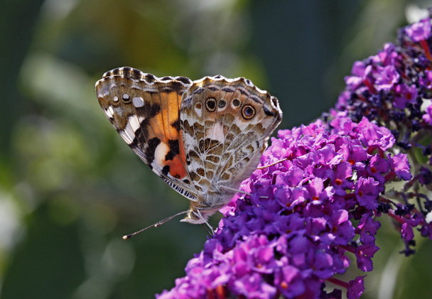 Vanessa cardui, Painted lady butterfly (Cynthia cardui) on Buddleja davidii - Photo, Image