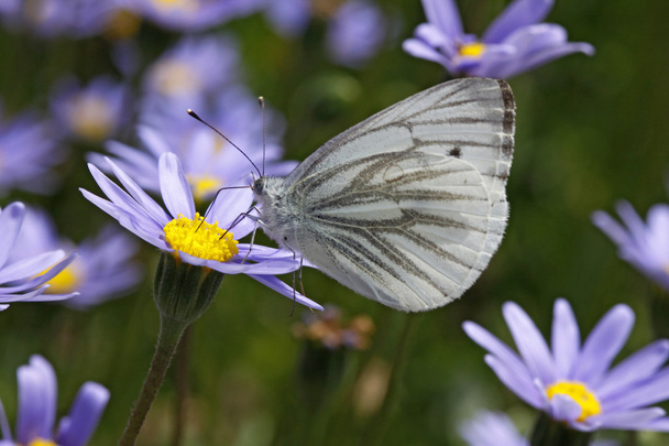 grüngeäderter weißer (pieris napi) Schmetterling auf Eisvogelblume - Foto, Bild