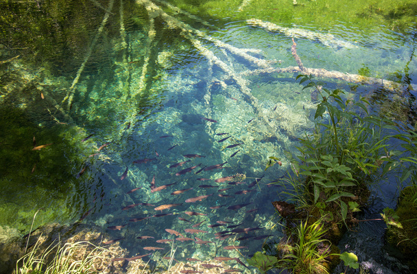 Fische im sauberen, klaren Wasser - Foto, Bild