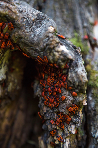 Family red bugs on the bark of a tree - Photo, Image