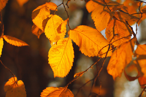 Le foglie d'autunno
 - Foto, immagini