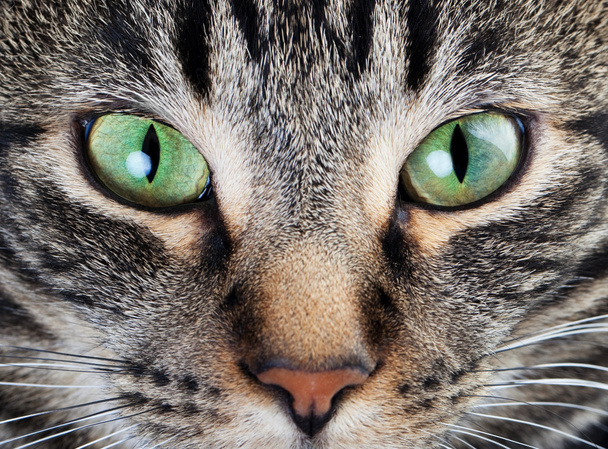 kalm kat oog macro - Foto, afbeelding