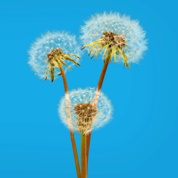Three dandelions on a blue background - Photo, Image