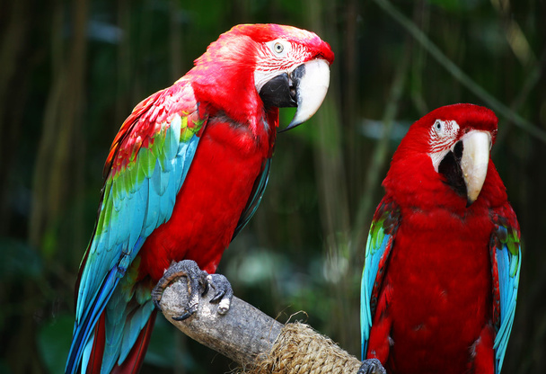 Aves da espécie Macaw
 - Foto, Imagem
