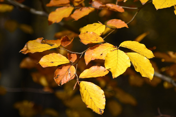 Botánica, hojas de otoño
 - Foto, Imagen